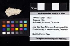 Foto (Objket + Etiketten) von Decapoda indet. 